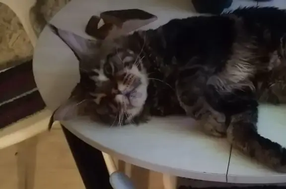 Пропал кот, Пролетарская улица, 39, Богданович - мейн кун, чёрный мрамор - photo