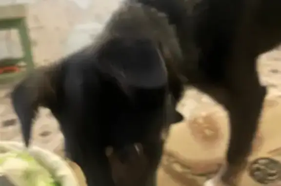 Собаки потеряшки, Кострома, фото: Потеряшка собака, мужской, 8, Кострома - черный с зеленым ошейником