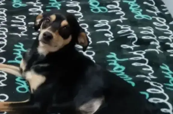 Пропал собака, мужской, улица Свободы, Артёмовский - черный с коричневым, худой - photo