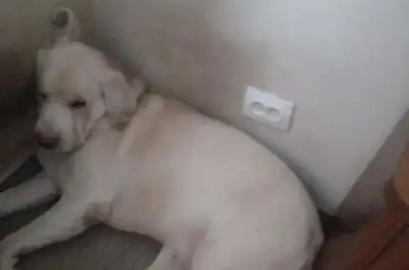 Пропала собака, улица Салтыкова-Щедрина, 46, Томск - лабрадор с шрамом на морде - photo