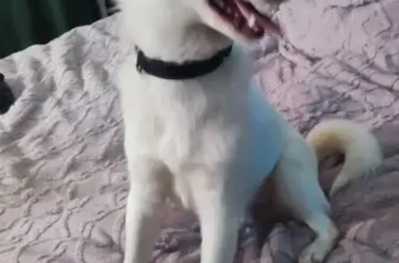 Найдена собака, Сургут, фото: Найден собака, улица Фёдорова, 69, Сургут - молодой кобель с ошейником