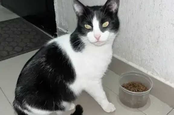 Найденные животные Ставрополь, фото: Найдена кошка, Октябрьская улица, 198, Ставрополь - чёрно-белая, очень ласковая