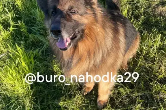 Пропал собака, Архангельск, порода немецкая овчарка - photo