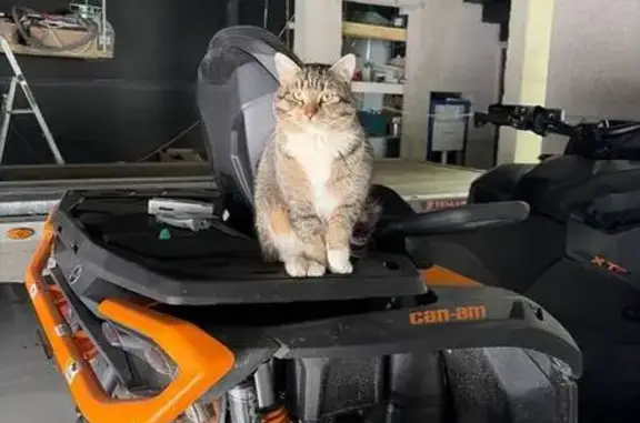 Найдена кошка, Бугровское, фото: Найден кот, улица Победы, 12, Бугровское