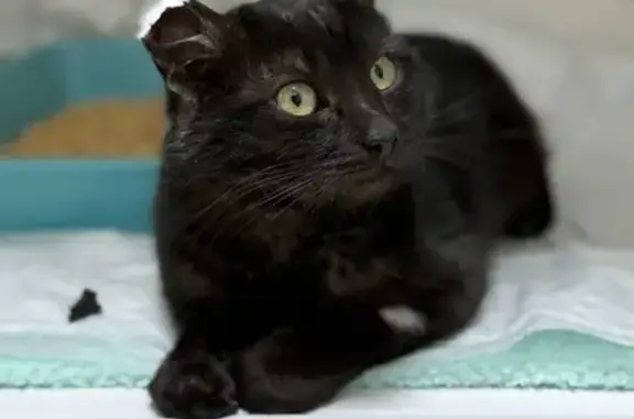 Найден кот, 1-я Орловская улица, Курск - ласковый, шерсть чёрно-белая - photo