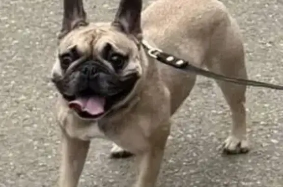 Пропала собака, Тургеневское шоссе, 25/7У, Новая Адыгея - убежала во время взрыва - photo