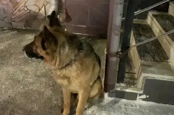 Найдена собака, Миасс, фото: Найдена собака, проспект Макеева, 10, Миасс - чёрно-рыжая овчарка с ошейником