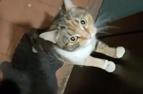 Объявления о пропавших и найденных животных, Тамбов, фото: Найдена кошка, Никифоровская улица, городской округ Тамбов - контактное домашнее животное