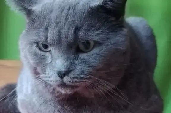 Пропал кот, улица Калинина, 36, Горно-Алтайск - серый, не особо контактный - photo