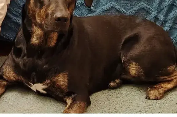 Пропала собака, женский пол, улица Радищева, 15, Рыбинск - помесь лабрадора и дворняги - photo