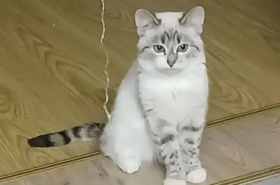 Кошки потеряшки, Великий Устюг, фото: Потеряшка кошка, Сухонская улица, 11, Великий Устюг - дикая, в руки не дается