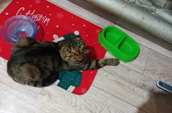 Кошки потеряшки, Бирск, фото: Потеряшка кот, Молодогвардейская улица, 8, Бирск - тёмно-зелёные глаза