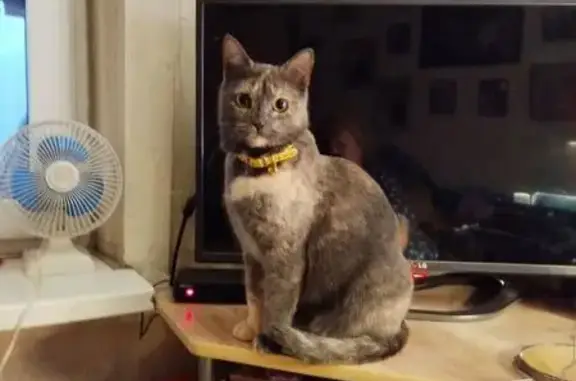 Пропала кошка, Кромская улица, 11, Самара - в жёлтом ошейнике - photo