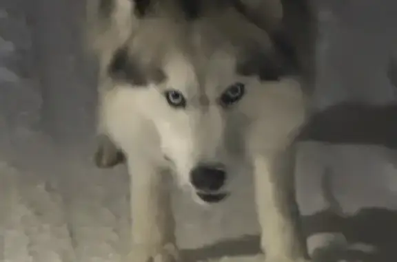 Найдена собака, Виллозское, фото: Найден собака, Виллозское городское поселение, Ленинградская область - временно закрыла во дворе