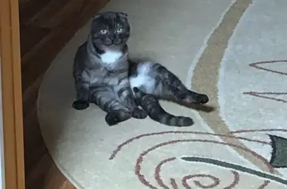 Пропал кот, Звёздная улица, 5, Заводоуковск - серый вислоухий - photo