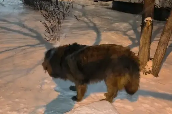 Найдена собака, улица 8-й Воздушной Армии, 56, Волгоград - похож на тибетского мастифа - photo