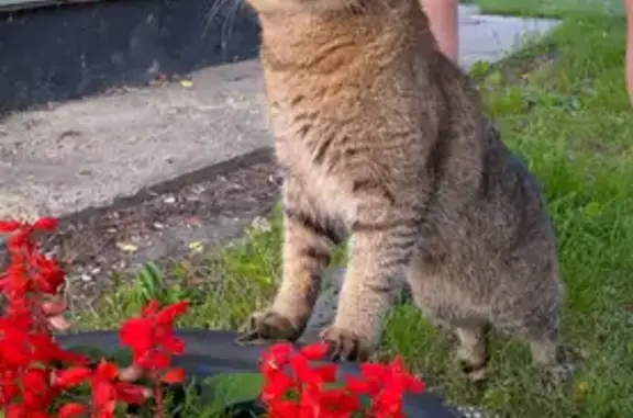 Пропал кот, улица Глинки, 2, Тула - британец, окрас золотая шиншилла - photo