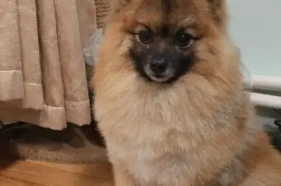 Найдена собака, Сергиево-Посадский городской округ, фото: Найден собака, мужской, Западный объезд г. Сергиев Посад, Московская область