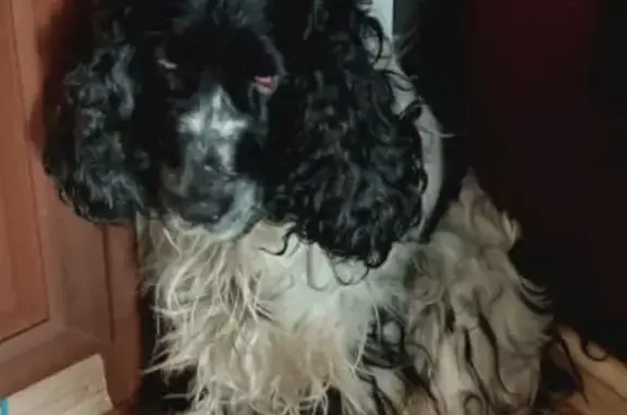 Пропал собака, Лаишево, Татарстан - белый с черными пятнами - photo