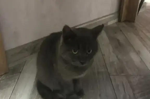 Найденные животные Ростов-на-Дону, фото: Найден кот, Лучевая улица, 71, Ростов-на-Дону - дымчатый, левое ухо немного порвано