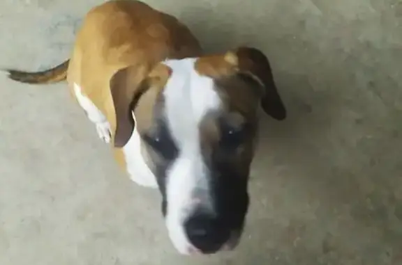 Найдена собака, Индустриальный, фото: Найдена собака, Индустриальный, Краснодарский край - девочка, молоденькая и ухоженная