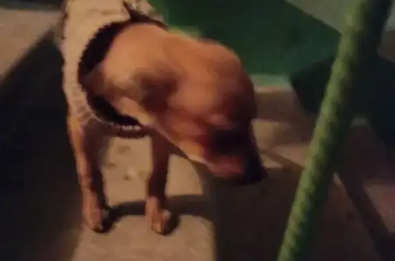 Найдена собака, Щёкино, фото: Найден собака, мужской, улица Мира, 26, Щёкино