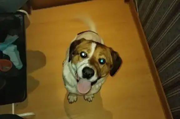 Найденные животные Орехово-Зуево, фото: Найдена собака, мужской, улица Урицкого, 52, Орехово-Зуево