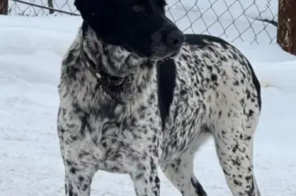 Найдена собака, Узловая, фото: Найдена собака, улица Горбунова, 15, Узловая - очень пугливая
