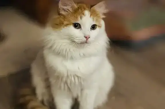 Найдена кошка, Санкт-Петербург, фото: Кошка найдена: ул. Сикейроса 3/1, СПб