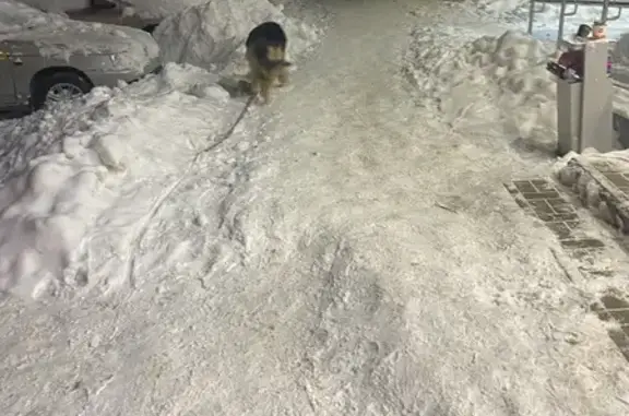 Найденные животные Пенза, фото: Найдена собака, улица Беляева, 6, городской округ Пенза - черно-рыжий с поводком цвета хаки