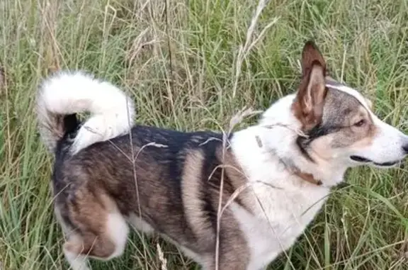 Пропал собака, Изборск - photo