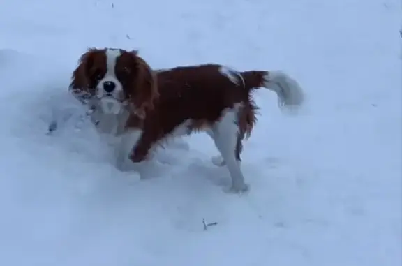 Пропала собака, Совхозная улица, 169, Красненькая - рыжего окраса, выпавшее второе веко - photo