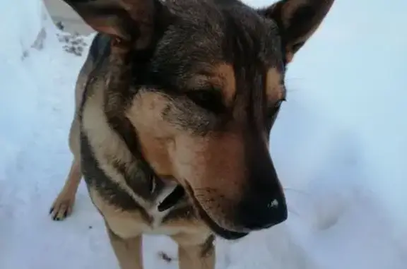 Найдена собака, Коляновское, фото: Найден собака, Коляновское сельское поселение, Ивановская область - рыжий-коричневый кобель