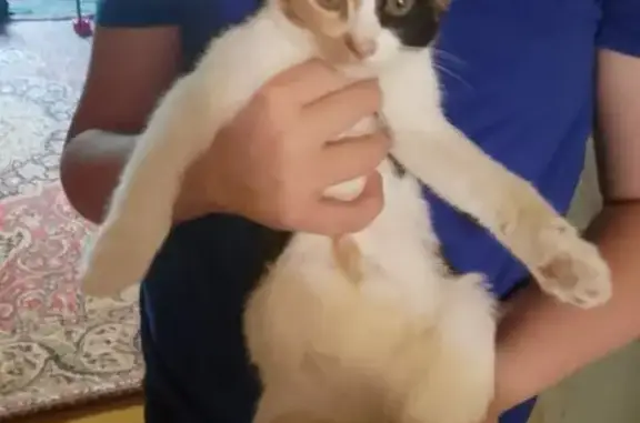 Пропала кошка, улица Емельянова, 26, Щёкино - хвостик сломанный - photo