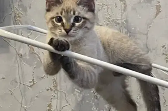 Пропал кот, улица им. маршала Еременко, Волгоград - серый, 5 месяцев - photo