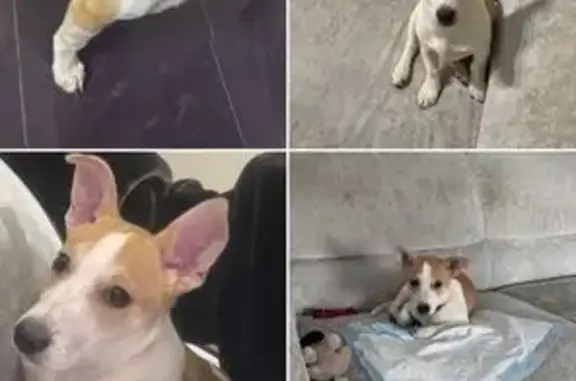 Найдена собака, Казань, фото: Найден собака, Щербаковский переулок, Казань