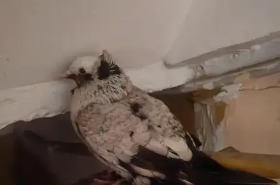 Объявления о пропавших и найденных животных, Москва, фото: Найдена птица, улица Константина Симонова, 5 к1, Москва - голубь с зелёным кольцом