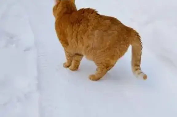 Пропал кот, 25, Подольск - рыжий с черной окантовкой носа - photo