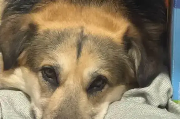 Найдена собака, Верхотурский, фото: Найдена собака, Верхотурский - чепрачная девочка, помесь овчарки