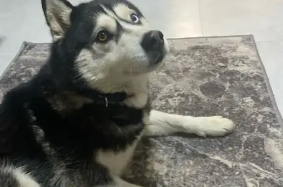 Найденные животные Саратов, фото: Найдена собака, улица Батавина, Саратов - хаски с синим ошейником