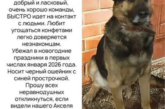 Пропал собака, Новая улица, 50, Домодедово - черно-коричневый с серым, черный ошейник - photo