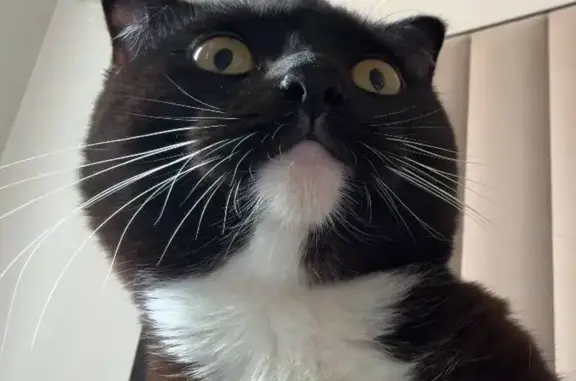 Пропал кот, улица Пирогова, Махачкала - черно-белый с белым галстучком - photo