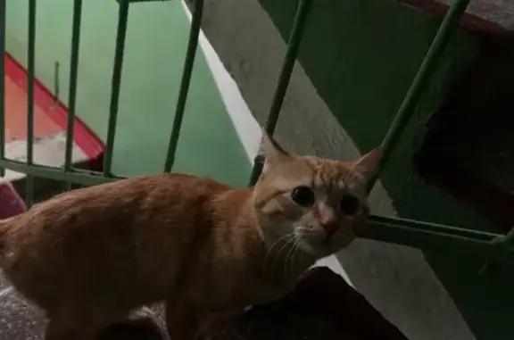 Объявления о пропавших и найденных животных, Вологда, фото: Найдена кошка, мужской пол, улица Карла Маркса, 3А, Вологда