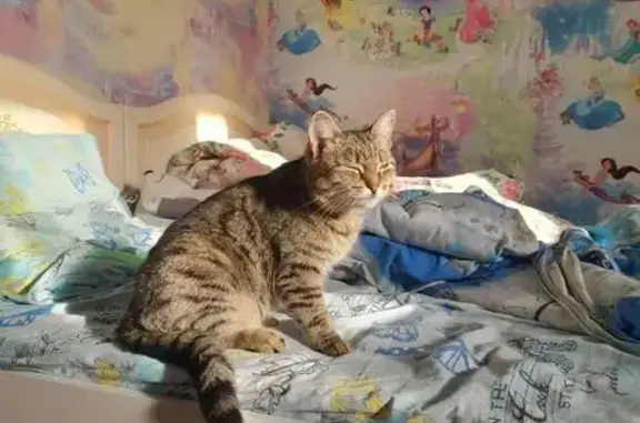 Пропала кошка, Круговая улица, Тюмень - коричневая с черными пятнами - photo