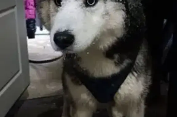 Пропал собака, мужской, Белогорский проезд, 9, городской округ Ижевск - photo