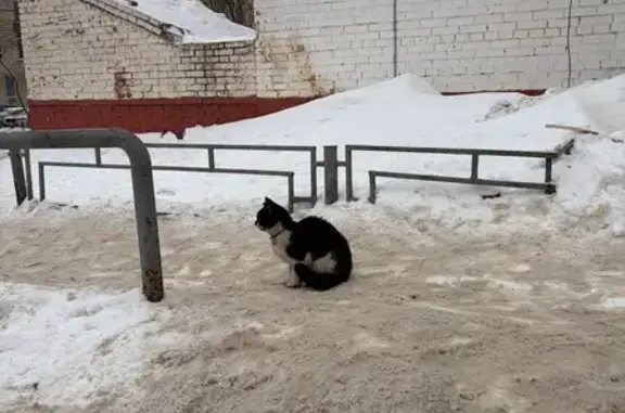 Найдена кошка, Нахабино, фото: Найден кот, Красноармейская улица, Нахабино - черно-белый подросток