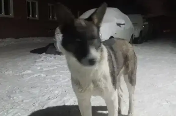 Найденные животные Пенза, фото: Найден собака, улица Литвинова, 25А, городской округ Пенза - мужской, глазки разного цвета