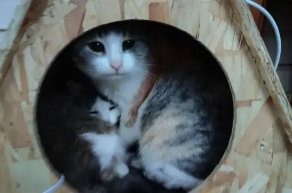 Пропала кошка, Строительная улица, Солдатское - трёхцветная, стерилизована - photo