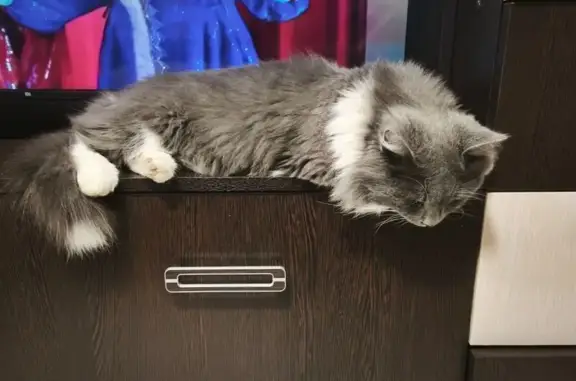 Кошки потеряшки, Саратов, фото: Потеряшка кот, 4-я Поперечная улица, 9, Саратов - серый с белыми пятнами