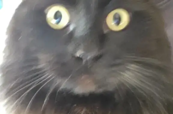 Найденные животные Ростов-на-Дону, фото: Найден кот, улица Кропоткина, Ростов-на-Дону - чёрный пушистый, зелёные глаза